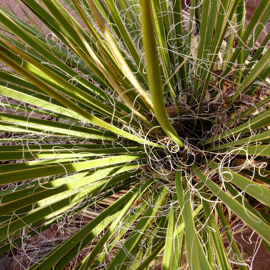 utah climbing, parc national utah